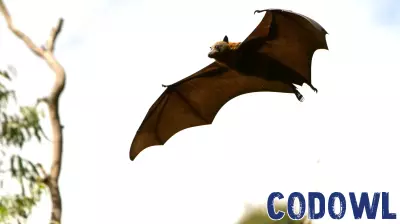 Advanced Technology Aids Bat Conservation and Highlights Their Agricultural Value