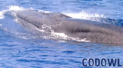 Innovative Technology for Whale Protection Still in Development